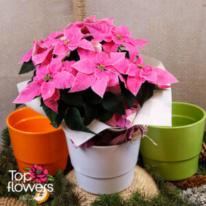 Розова Коледна звезда в бяла керамична кашпа