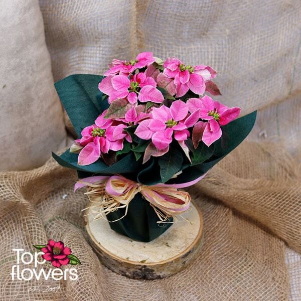 Christmas star (Poinsettia) | Pink - Image 2
