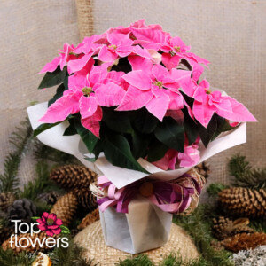 Подаръчно опакована розова Коледна звезда