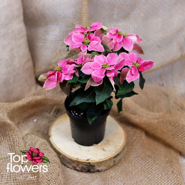 Christmas star (Poinsettia) | Pink - Image 3