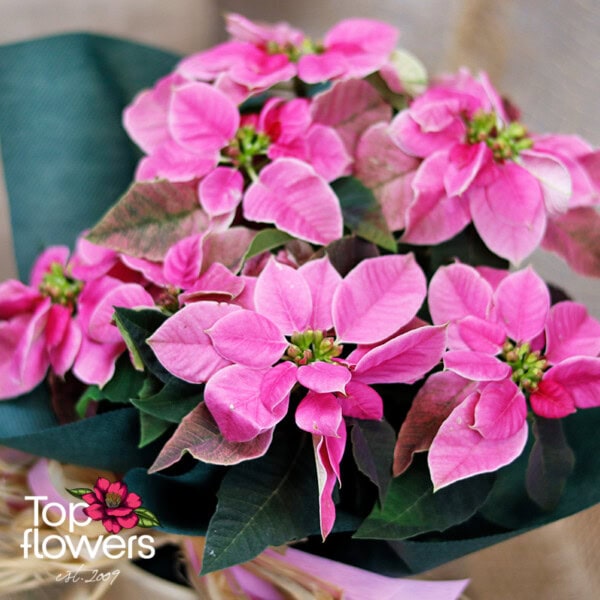Christmas star (Poinsettia) | Pink - Image 4