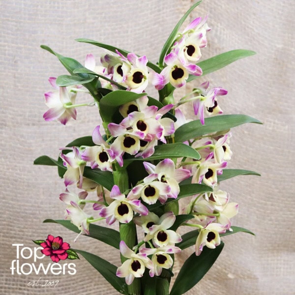Dendrobium Orchid (Dendrobium) | Pink - Image 2