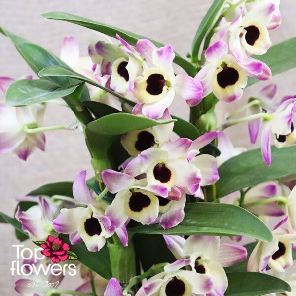 Dendrobium Orchid (Dendrobium) | Pink - Image 3