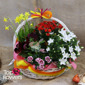 Spring basket with live flowers - Campanula, Narcissus, and Kalanchoe from a flower shop