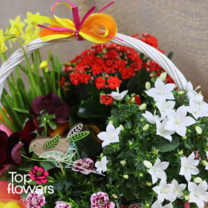 Detail of a basket with white Campanula and red Kalanchoe - flower delivery