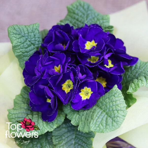 Иглика (primula vulgaris)