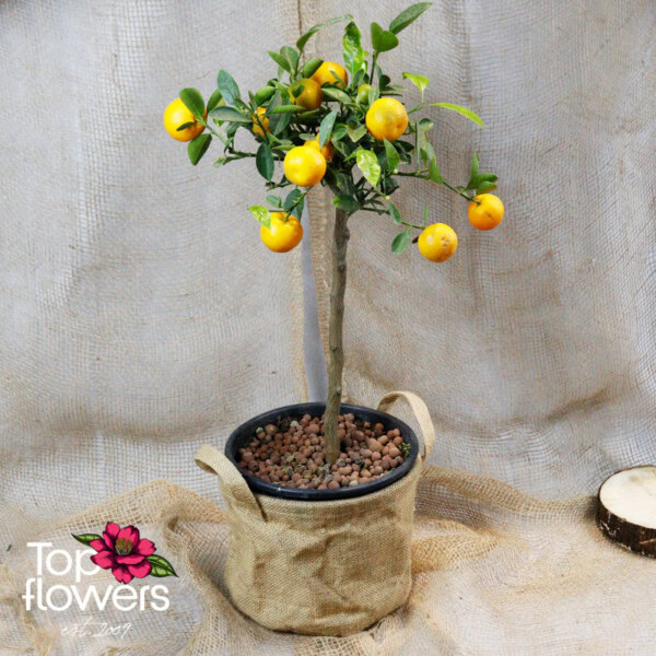 Каломондин (citrus × microcarpa)