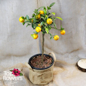 Каломондин (citrus × microcarpa)