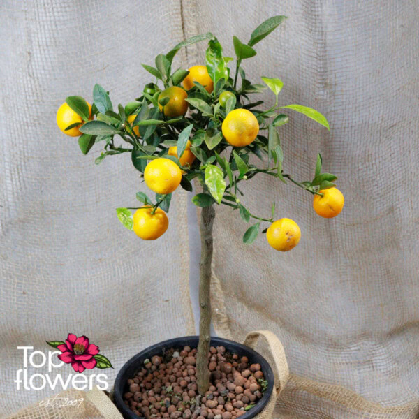 Каломондин (citrus × microcarpa)