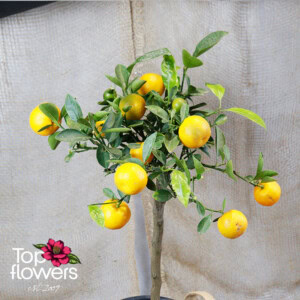 Каломондин (citrus × microcarpa)