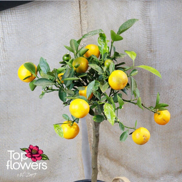 Каломондин (citrus × microcarpa)