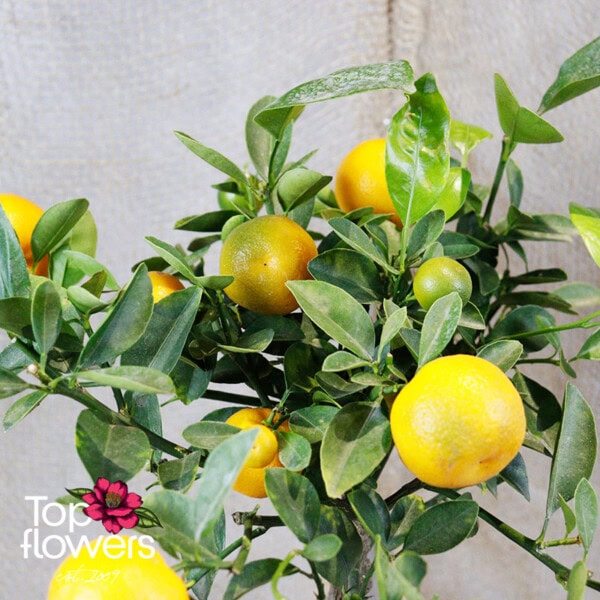 Каломондин (citrus × microcarpa)