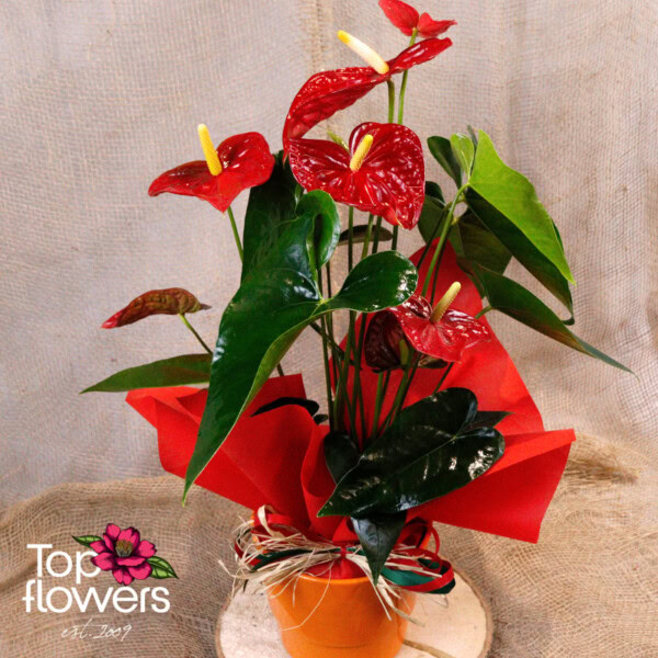 Антуриум (anthurium) xl