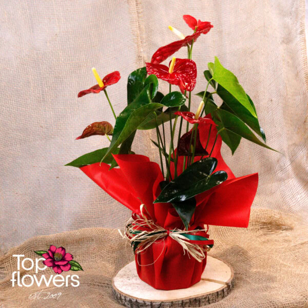 Антуриум (anthurium) xl