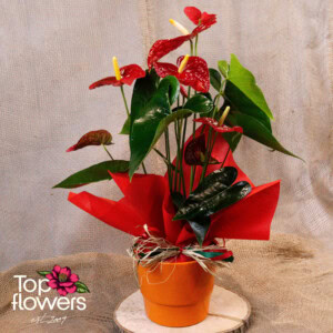 Антуриум (anthurium) xl