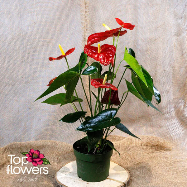 Антуриум (anthurium) xl