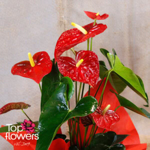 Антуриум (anthurium) xl
