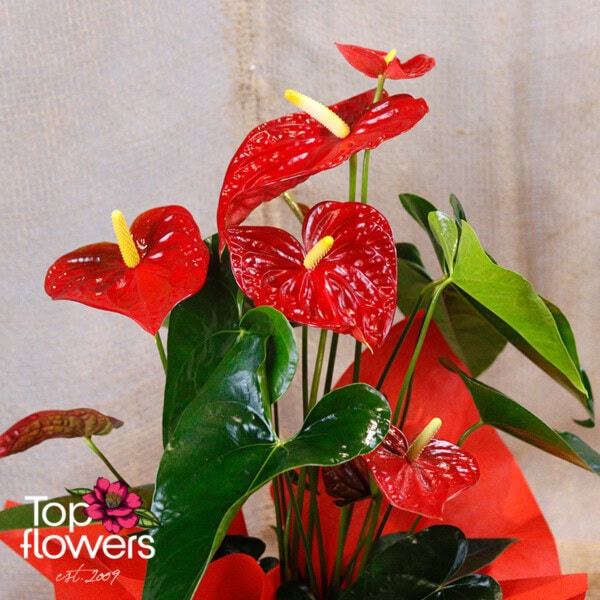Антуриум (anthurium) xl