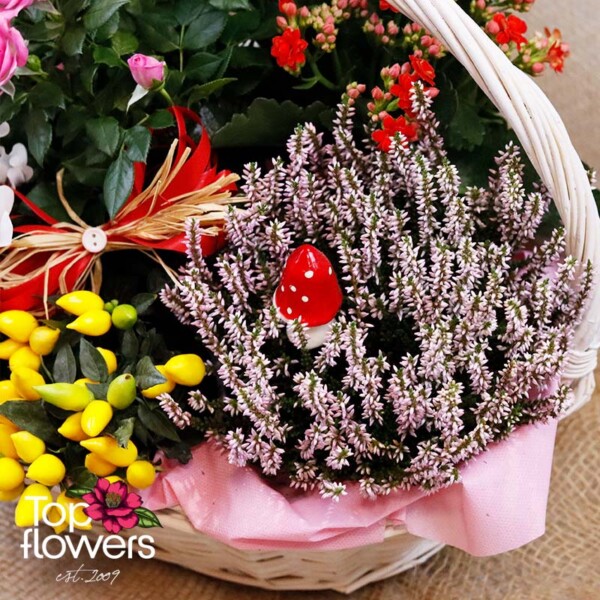 Basket with roses, kalanchoe, and autumn plants – “Autumn Magic”