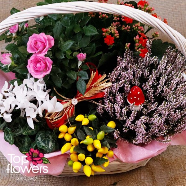 Yellow decorative berries and white cyclamens in a woven basket