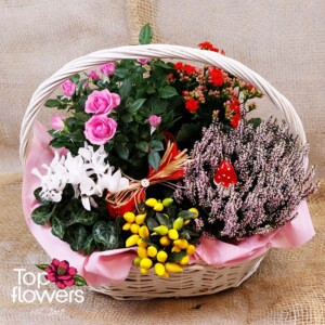 Basket “Autumn Magic” with live plants and autumn flowers