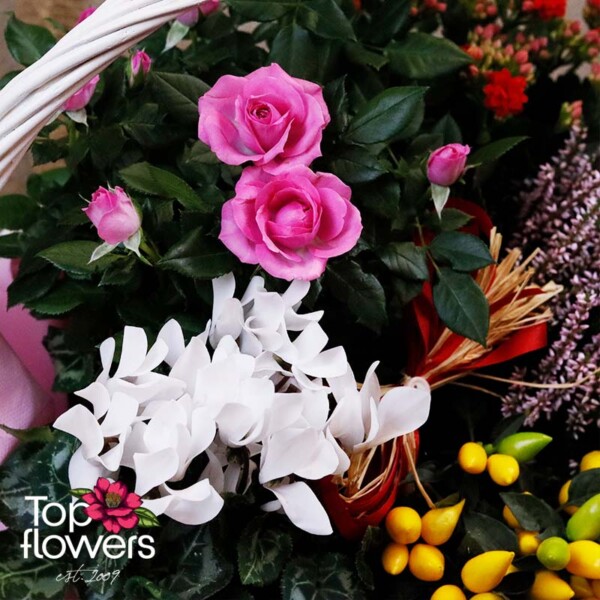 Detail of pink mini roses and white cyclamens in a basket