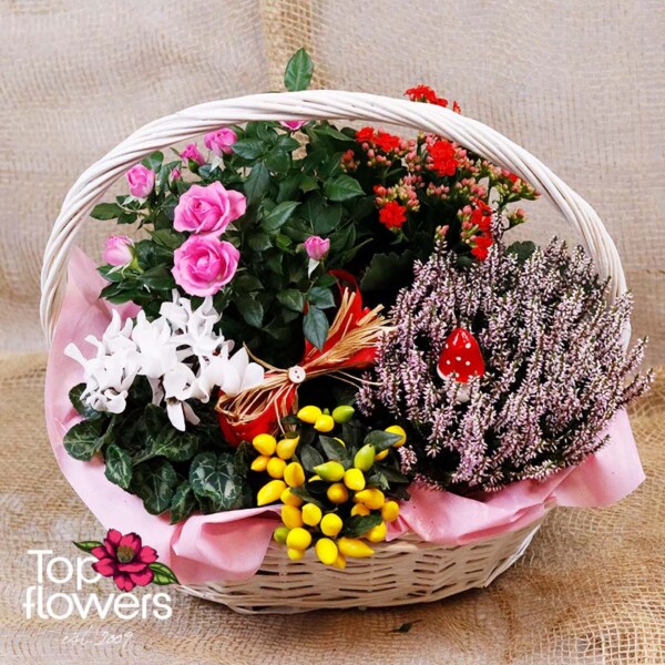 Basket “Autumn Magic” with live plants and autumn flowers