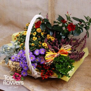 Colorful arrangement in a white basket with chrysanthemums, asters, and greenery