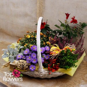 Basket “Autumn Tale” with live plants and autumn flowers