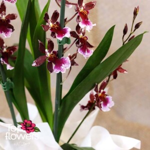 Cambria orchid in bloom – rich burgundy tones