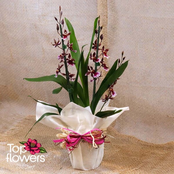 Cambria orchid with gift wrap