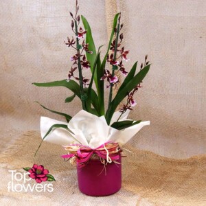 Cambria in a ceramic pot – elegant indoor flower