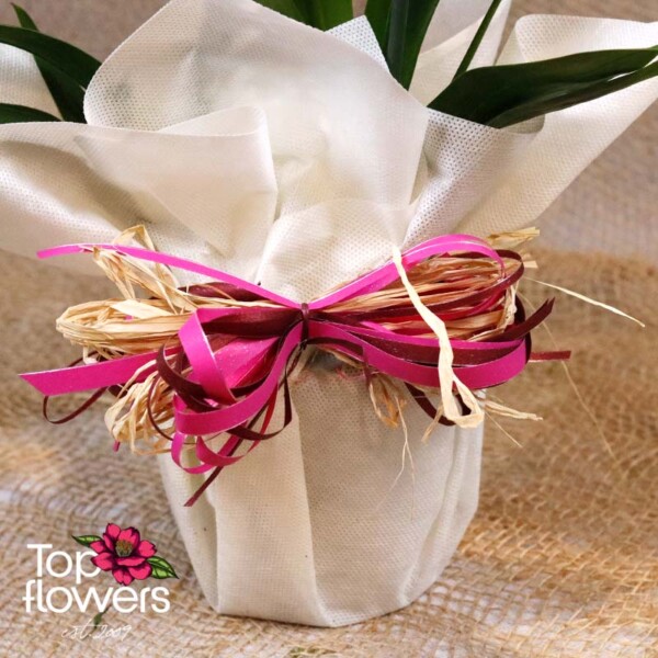 Close-up of a Cambria blossom – luxurious orchid detail