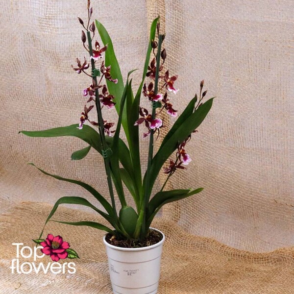 Cambria in interior décor – the perfect home flower