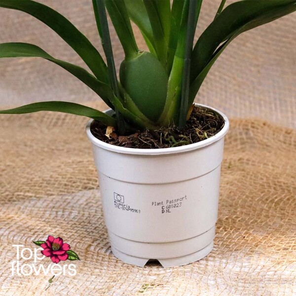 Cambria (Cambria) – orchid with vibrant colors