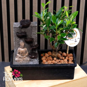 Bonsai with Buddha Fountain | Ficus (Ficus)