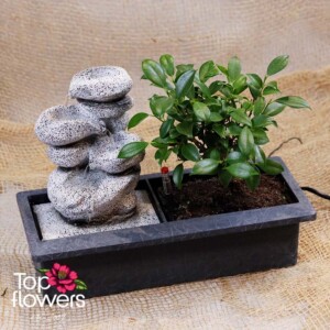 Ficus bonsai with fountain - natural green harmony