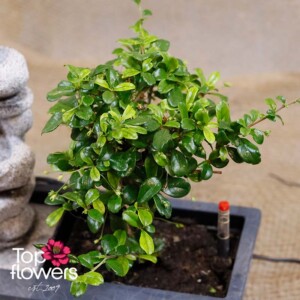 Carmona bonsai with water fountain and lush green crown