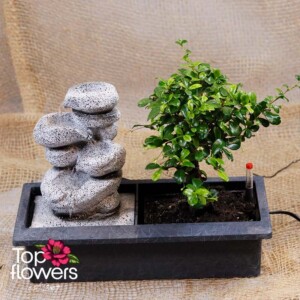 Carmona bonsai with fountain in decorative pot