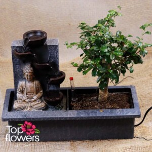 Бонсай с фонтан Буда | Кармона (Carmona)