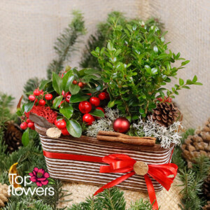 Christmas decoration with live plants and cinnamon – flower delivery Sofia
