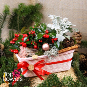 Christmas basket with live plants – Senecio and Boxwood in a pink theme