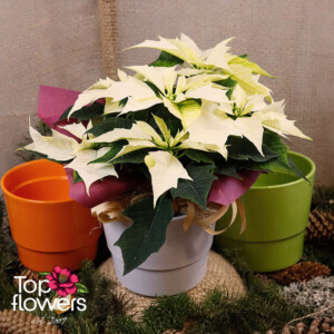 Бяла Коледна звезда в бяла керамична кашпа