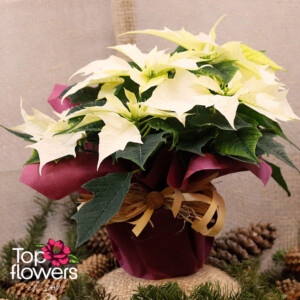 Подаръчно опакована бяла Коледна звезда