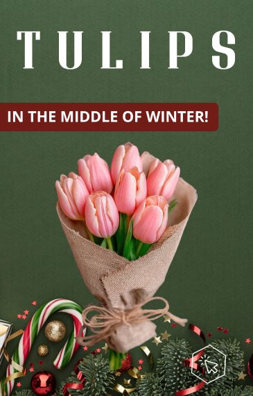 Tulips now + delivery! 