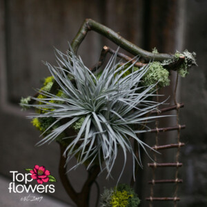 Микс от живи цветя | Скритата гора Близък план на тиландсия в арт инсталация Скритата гора