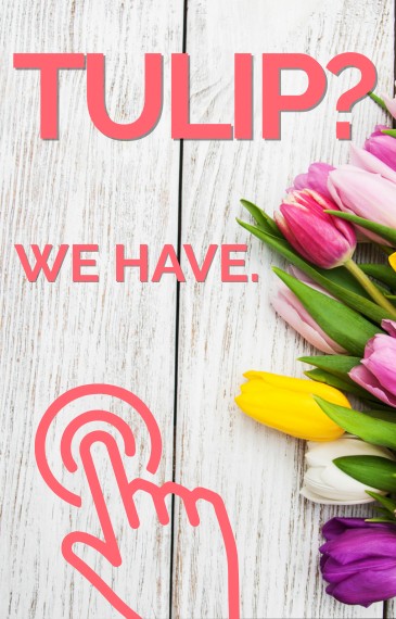 Tulips now + delivery! 