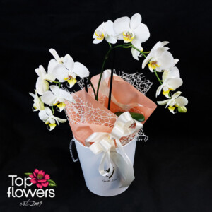 Бяла орхидея Фаленопсис отблизо - нежно цвете с елегантни цветове