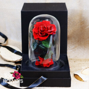 Червена роза под купол в елегантна черна кутия