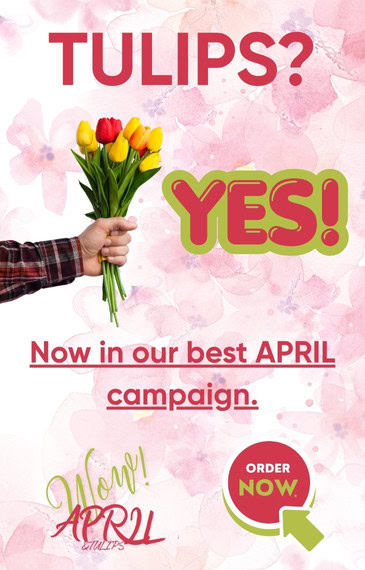 Tulips now + delivery! 